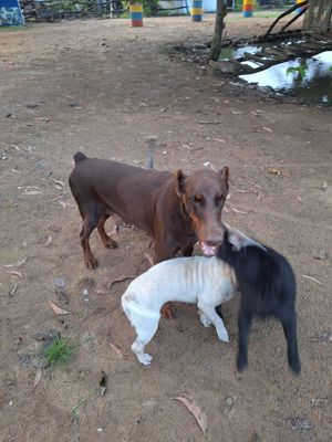 giao lưu thể loại khác. Mua bán Chó tại Quận 10 Tp Hồ Chí Minh được đăng bởi Ngan