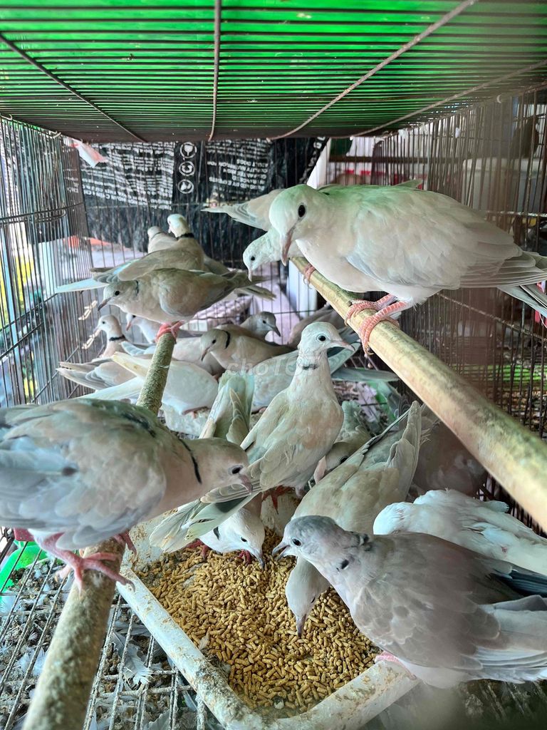 Chim cu pháp trắng nâu cu tơ. Mua bán Chim tại Quận Phú Nhuận Tp Hồ Chí Minh được đăng bởi Alex Tran hình 1