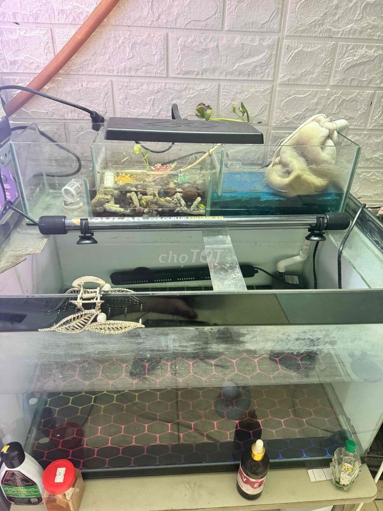 Hồ cá 60x40x40 cm. Mua bán Phụ kiện, Thức ăn, Dịch vụ tại Quận 6 Tp Hồ Chí Minh được đăng bởi Lâm  hình 1