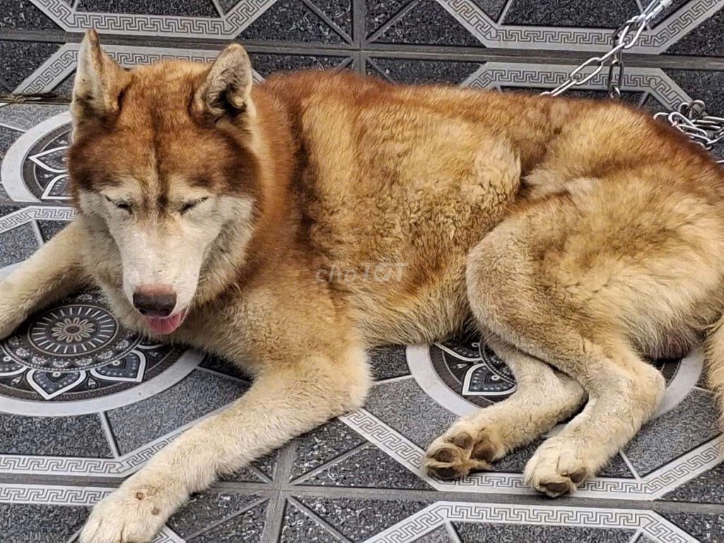 Cho husky đực 1 tuoi. Mua bán Chó tại Thành phố Bà Rịa Bà Rịa - Vũng Tàu được đăng bởi thuy tran hình 1