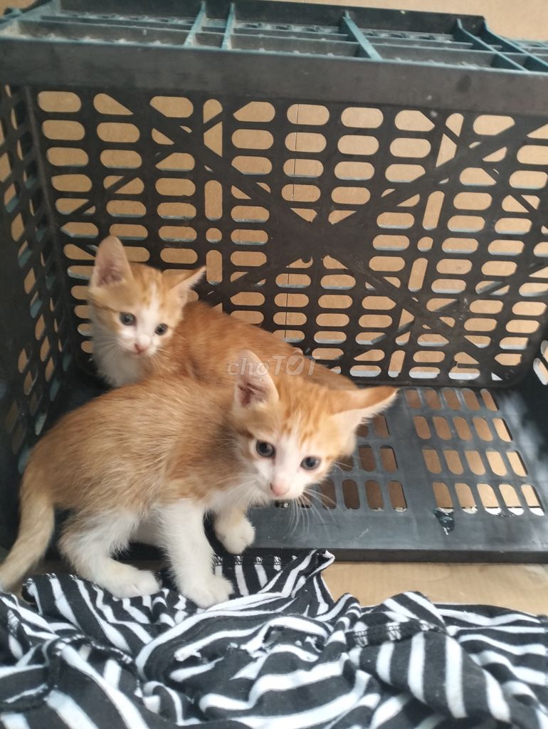 Mèo ta 2 tháng Vàng, xám trắng. Mua bán Mèo tại Quận Hoàng Mai Hà Nội được đăng bởi Sipal Ah hình 1