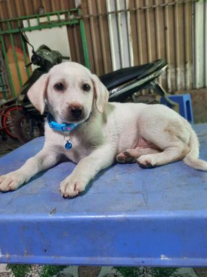 Labrador to ú 4kg rất thông minh giống to. Mua bán Chó tại Huyện Bình Chánh Tp Hồ Chí Minh được đăng bởi MI SA