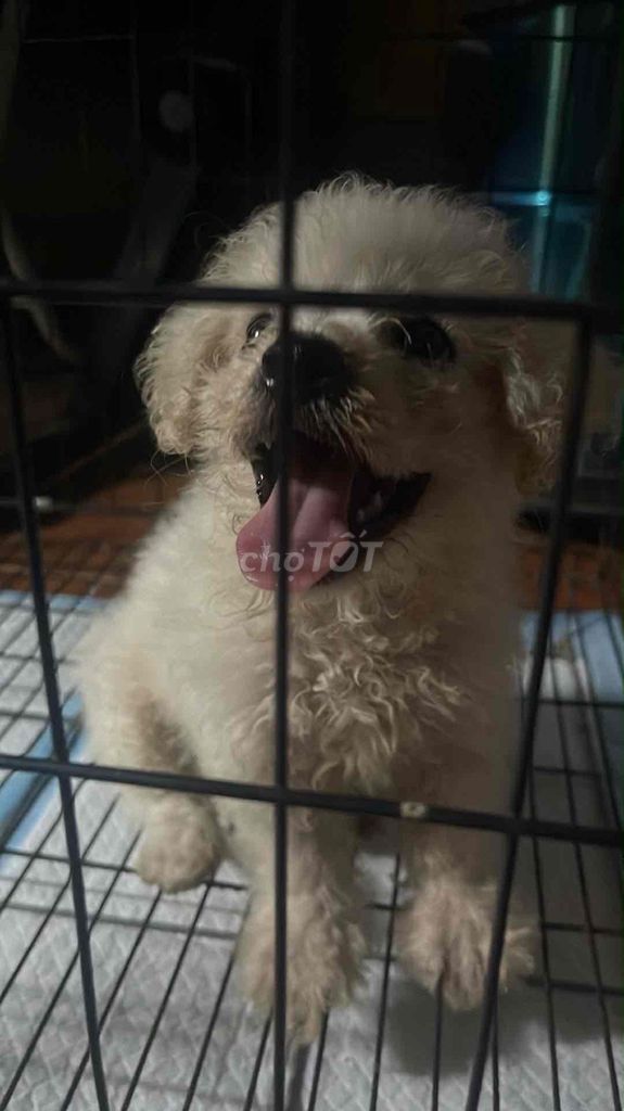 Chó Poodle cái 2 tháng tuổi. Mua bán Chó tại Huyện Thường Tín Hà Nội được đăng bởi Linh Phương hình 1