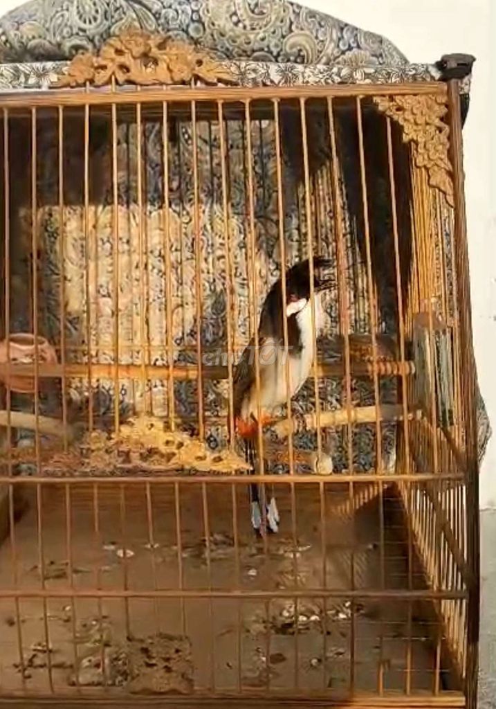 Chim mào đực mới xong lông. Mua bán Chim tại Thành phố Thủ Đức Tp Hồ Chí Minh được đăng bởi Hoàng Thịnh hình 1
