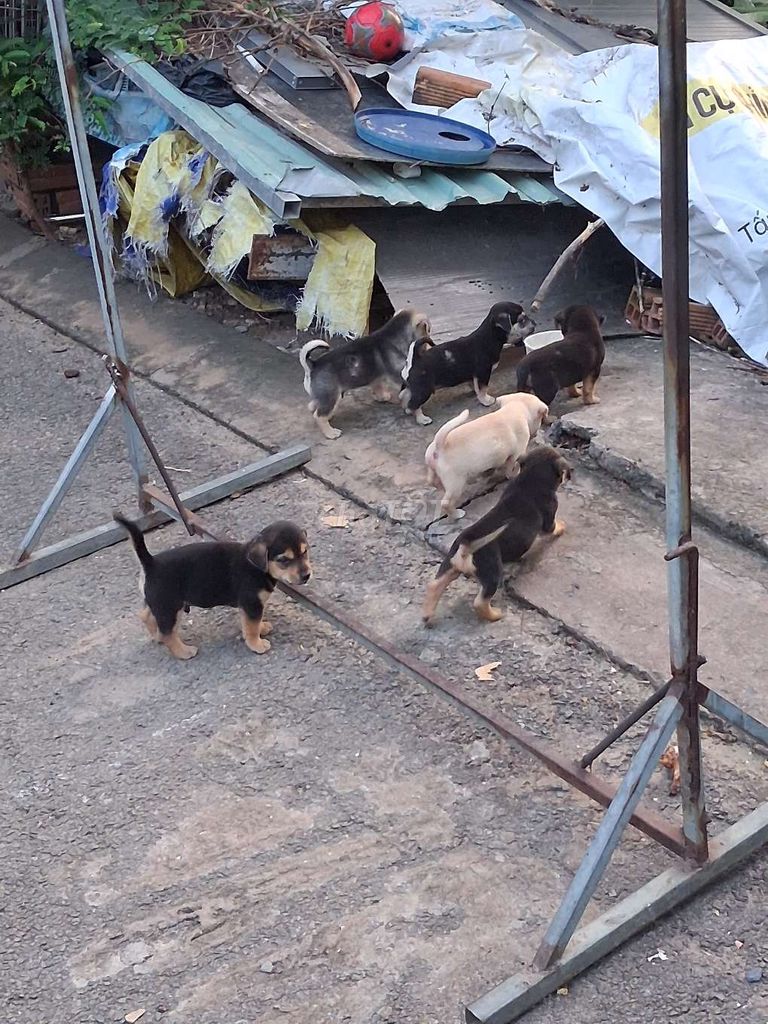chó cỏ. Mua bán Chó tại Thành phố Thủ Đức Tp Hồ Chí Minh được đăng bởi tuyến hình 1