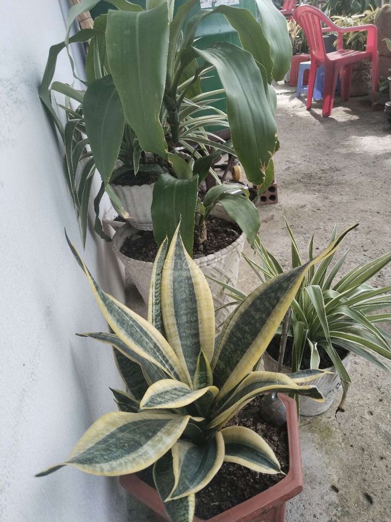 Có ích cây cảnh không có thời gian chăm sóc nên