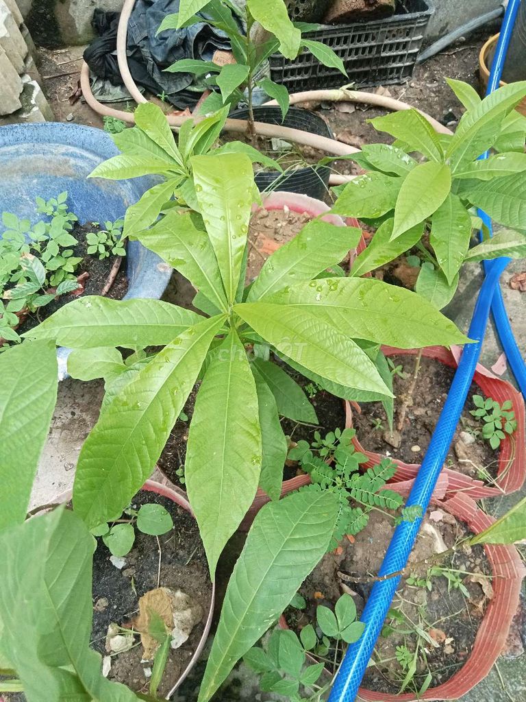 Cây Lộc Vừng 30cm Phát triển tốt. Mua bán Cây cảnh, đồ trang trí tại Huyện Nhà Bè Tp Hồ Chí Minh được đăng bởi Nghĩa hình 1