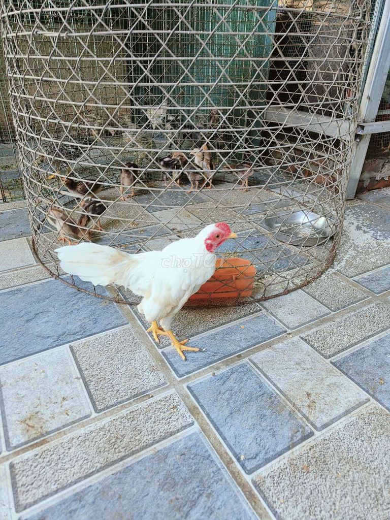 Gà tre 6 tháng tuổi. Mua bán Gà tại Huyện Thanh Oai Hà Nội được đăng bởi hồng anh hình 1