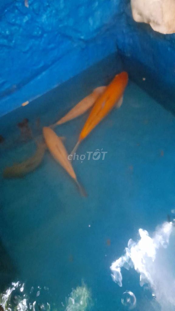 4 em như hình 1 kim sơn, 2 chép,  1 chep koi 30cm.