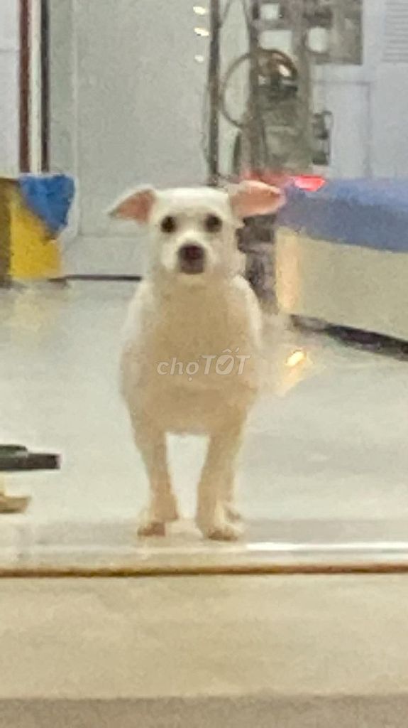 Chó Poodle 7-8kg màu Trắng. Mua bán Chó tại Thành phố Hòa Bình Hòa Bình được đăng bởi Đinh Hồng Ngọc hình 1