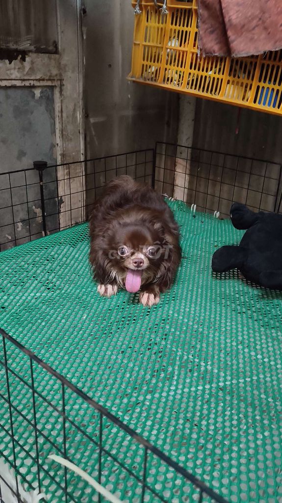 phối giống Chihuahua Đực. Mua bán Chó tại Quận 8 Tp Hồ Chí Minh được đăng bởi Chihuahua nhà ZoZo hình 1