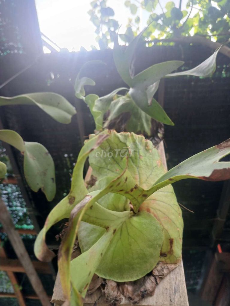 Cây cảnh Ổ rồng Xanh lá đang ra chồi mới. Mua bán Cây cảnh, đồ trang trí tại Huyện Đức Linh Bình Thuận được đăng bởi Uyen Le hình 1