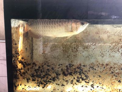 Cá Rồng Vàng Thủ Đức