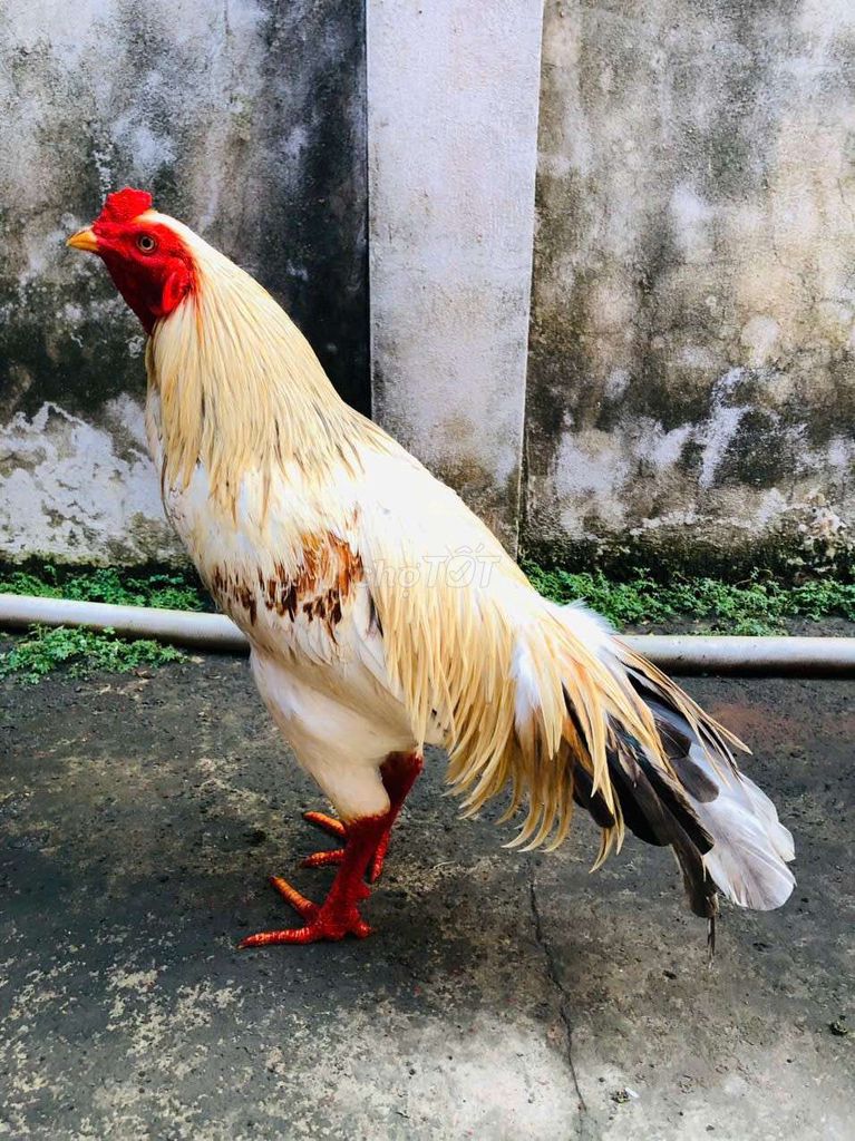 1căp Gà tơ 3kg 2kg9. Mua bán Gà tại Huyện Cai Lậy Tiền Giang được đăng bởi Duy Nhật hình 1