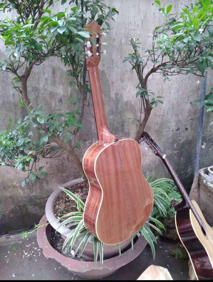0377218669 - Guitar classic gỗ hồng đào nguyên tấm full bao