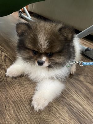 Tìm chủ cho bé chó. Mua bán Chó tại Quận Hà Đông Hà Nội được đăng bởi Thắm Nguyễn