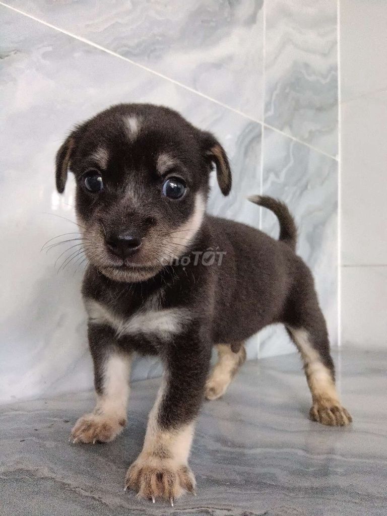 Chó Becgie F lanh lợi dễ nuôi. Mua bán Chó tại Quận 6 Tp Hồ Chí Minh được đăng bởi Tăng Chí Lương  hình 1