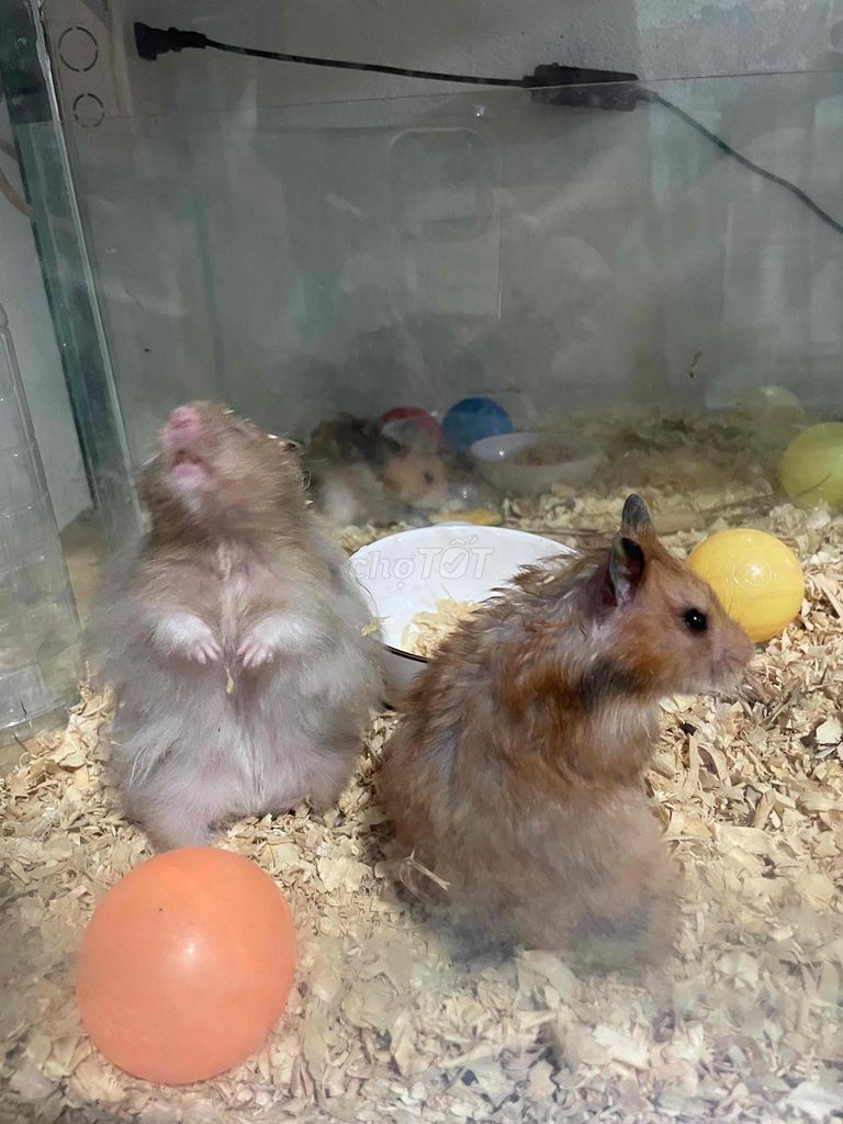 Chuột Hamster Bee Tạng to Nâu trắng. Mua bán Thú cưng khác tại Huyện Hóc Môn Tp Hồ Chí Minh được đăng bởi Luân Duy hình 1