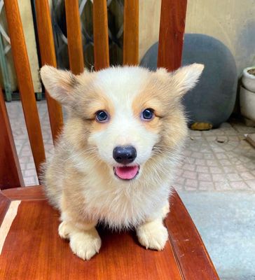 Sen ơi !cún  Corgi đáng yêu đây rồi !