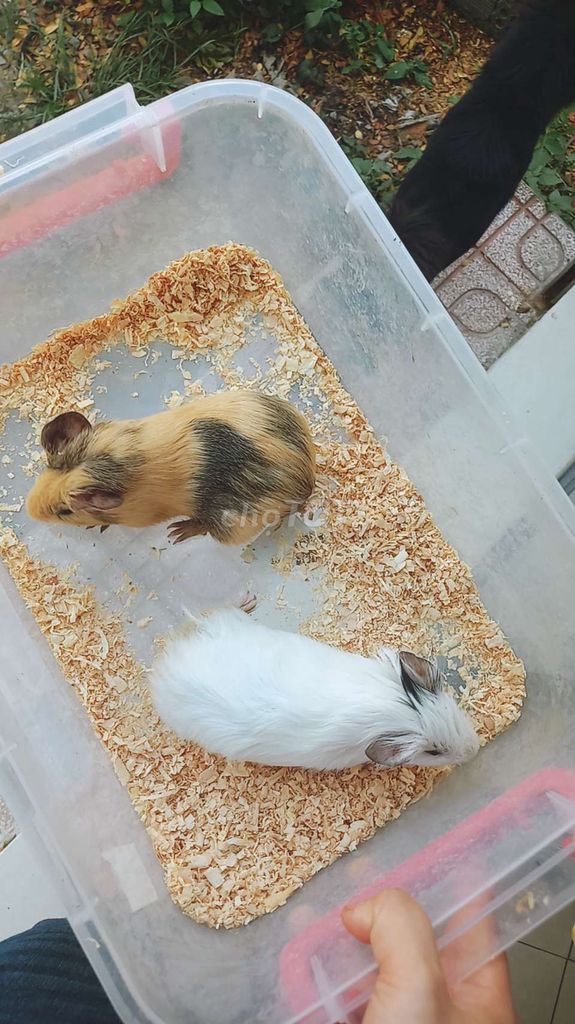 Cặp bọ ú lai tặng 1 cặp hamster hoặc cặp rat