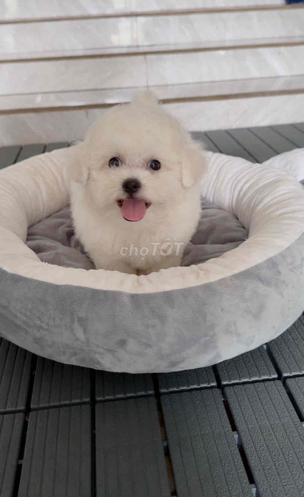Chó Bichon trắng 2 tháng tuổi. Mua bán Chó tại Thành phố Long Khánh Đồng Nai được đăng bởi Châu Trần hình 1