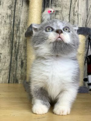 Mèo bicolor chân lùn tai cụp ( có fix). Mua bán Mèo tại Quận 11 Tp Hồ Chí Minh được đăng bởi Nguyen Huy