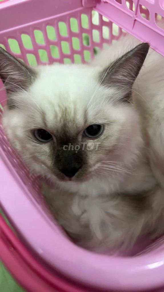 Mình cần bán GẤP bé ragdoll ạ