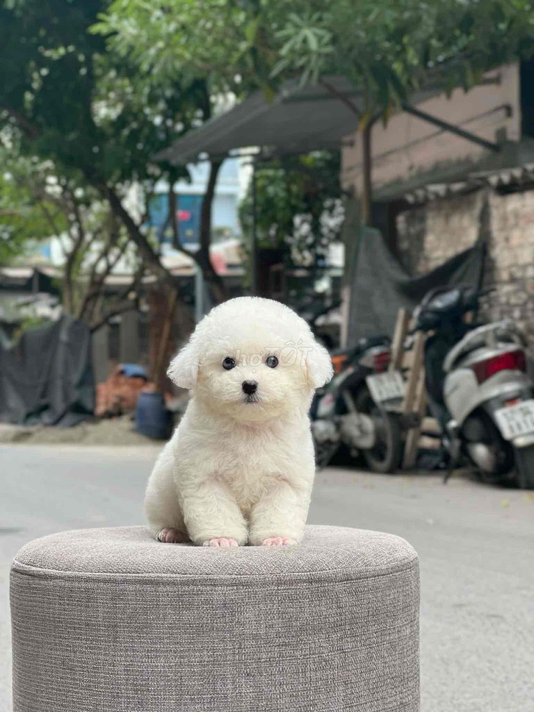 bé poodle tini trắng tinh siêu xinh 2,5 tháng