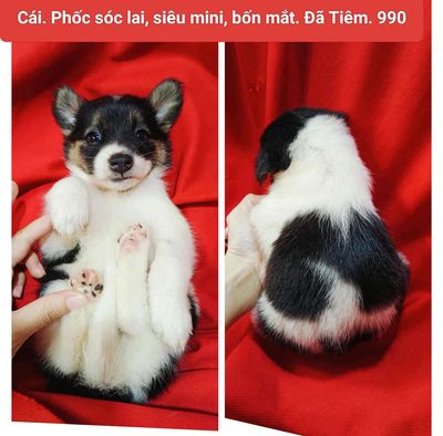 Cún Chihuahua Đủ Loại Siêu Mini Dễ Thương. Mua bán Chó tại Huyện Hóc Môn Tp Hồ Chí Minh được đăng bởi Phạm Đăng Khoa