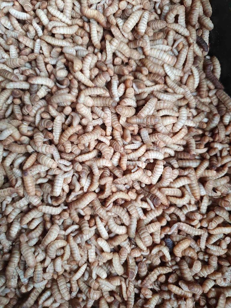 Sâu canxi giàu protein, canxi. Mua bán Phụ kiện, Thức ăn, Dịch vụ tại Huyện Núi Thành Quảng Nam được đăng bởi Hàng điện tử hình 1