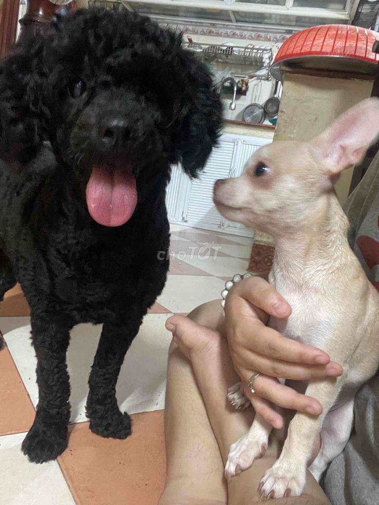 Chó Poodle Cái Đen đã tiêm phòng. Mua bán Chó tại Quận Bắc Từ Liêm Hà Nội được đăng bởi Hà My hình 1