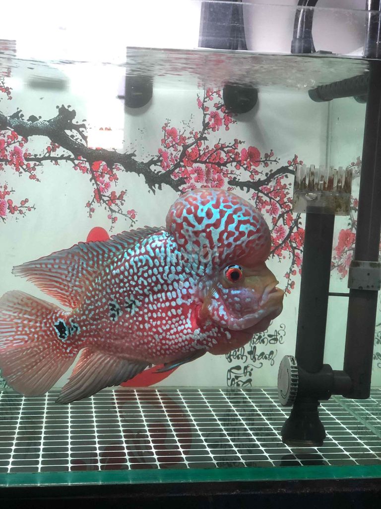 Cá cảnh Kamfa bàn tay to. Mua bán Thú cưng khác tại Quận Cẩm Lệ Đà Nẵng được đăng bởi Phước Thành hình 1