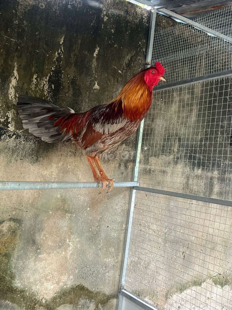 Gà đang chế độ về là bập nha anh em gà đá tiền khá. Mua bán Gà tại Thành phố Vũng Tàu Bà Rịa - Vũng Tàu được đăng bởi Thái Thiện hình 1