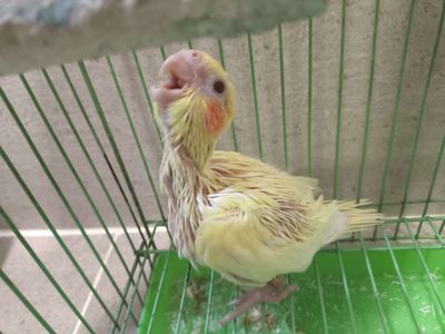 Vẹt Cockatiel Lutino