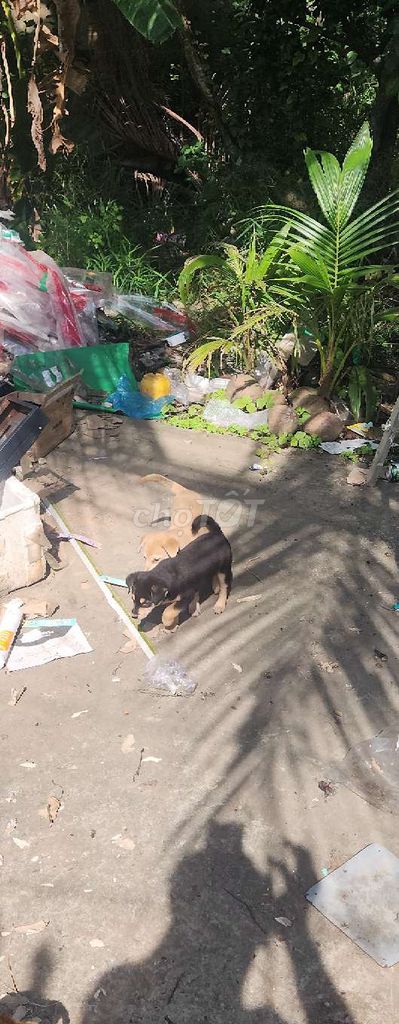 Chó con Lai Rottweiler Đen vàng. Mua bán Chó tại Quận Bình Thuỷ Cần Thơ được đăng bởi binh thanh hình 4