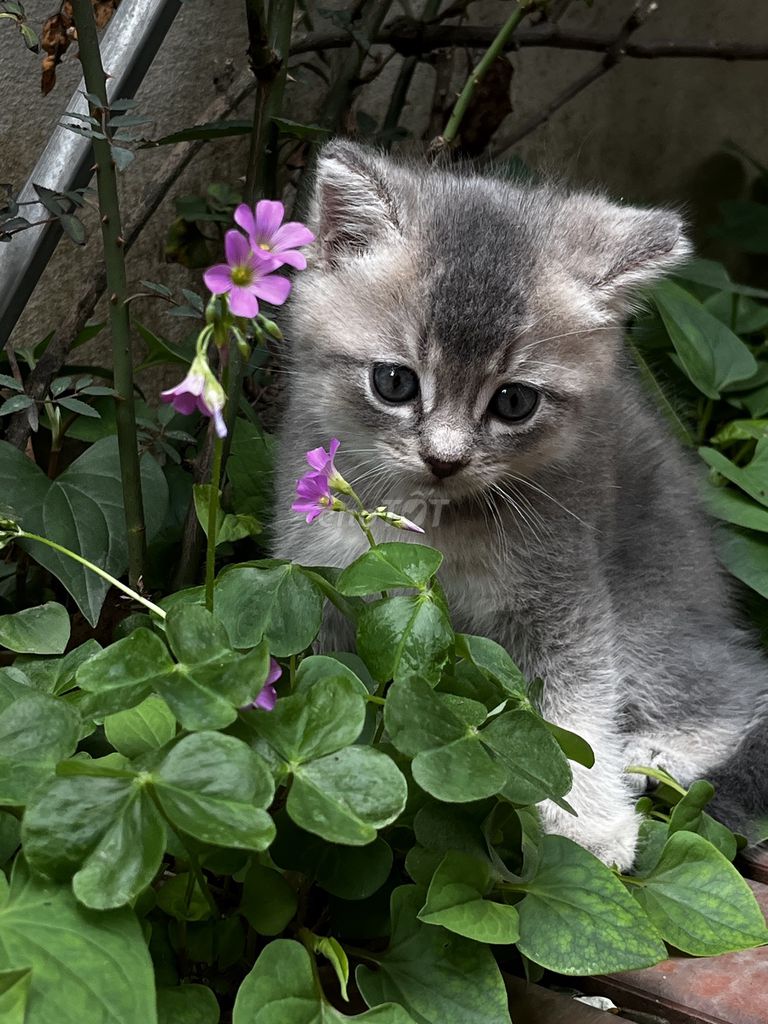 Mèo Anh lông ngắn 2 tháng tuổi. Mua bán Mèo tại Quận Hoàng Mai Hà Nội được đăng bởi Yen hình 1