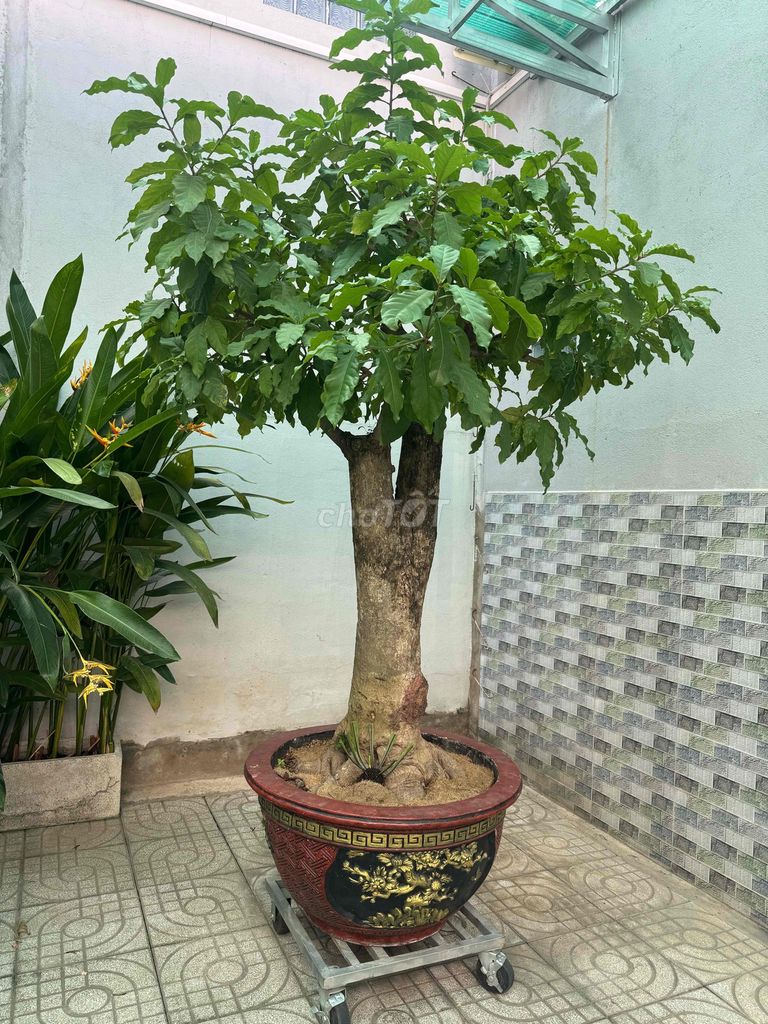 Cây cảnh Lộc vừng Xanh lá. Mua bán Cây cảnh, đồ trang trí tại Thành phố Thủ Đức Tp Hồ Chí Minh được đăng bởi Nguyễn Duy Thanh hình 1