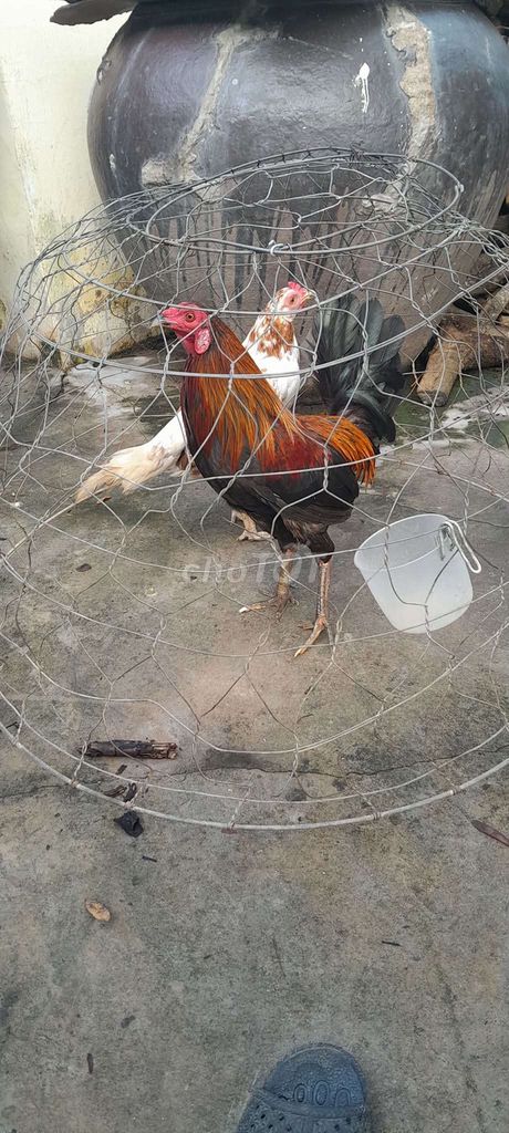 Gà tre F2 đực nhiều màu. Mua bán Gà tại Thị xã Tân Châu An Giang được đăng bởi nghiện gà  hình 1