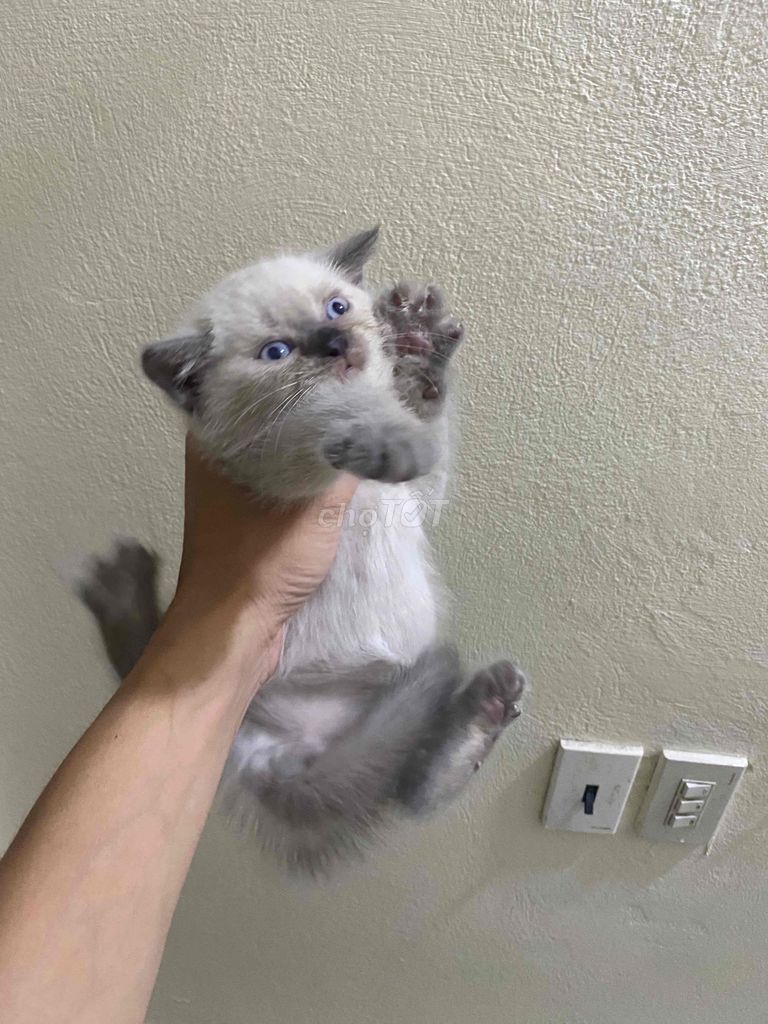 Cần gả mèo hyma lông ngắn