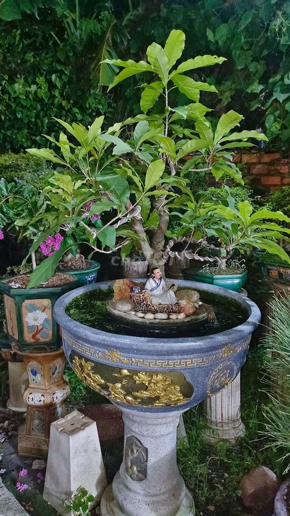 Cây cảnh Bonsai Gốm sứ Xám 1.5m. Mua bán Cây cảnh, đồ trang trí tại Huyện Hóc Môn Tp Hồ Chí Minh được đăng bởi Xuân Quang 55 hình 1