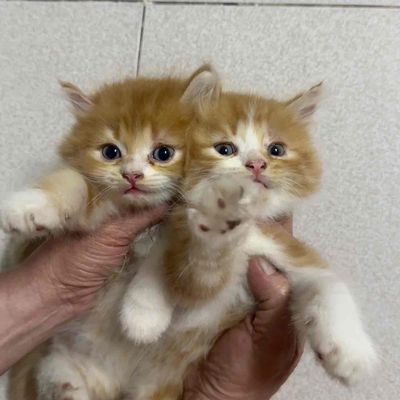 Mèo anh Lông dài. Mua bán Mèo tại Huyện Hóc Môn Tp Hồ Chí Minh được đăng bởi Triều Nguyễn