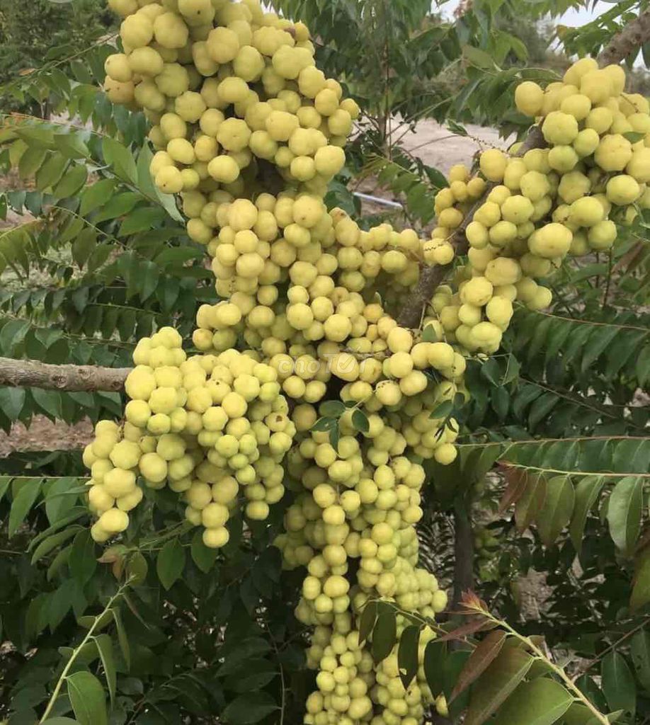 Cây giống Chùm ruột Xanh lá. Mua bán Đồ chuyên dụng, Giống nuôi trồng tại Huyện Cái Bè Tiền Giang được đăng bởi Võ Minh Luân hình 1