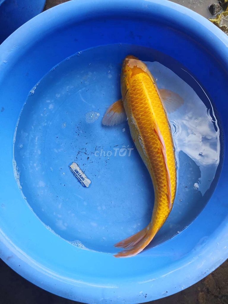 Cá Koi Vàng 40-45cm dạn người , lựa theo mẫu . Mua bán Thú cưng khác tại Quận Bình Tân Tp Hồ Chí Minh được đăng bởi trân phúc hình 1