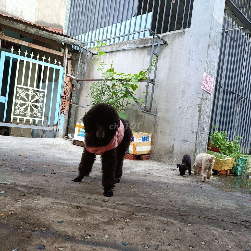 Chó Poodle standard - khổng lồ - Đen - 11 tháng
