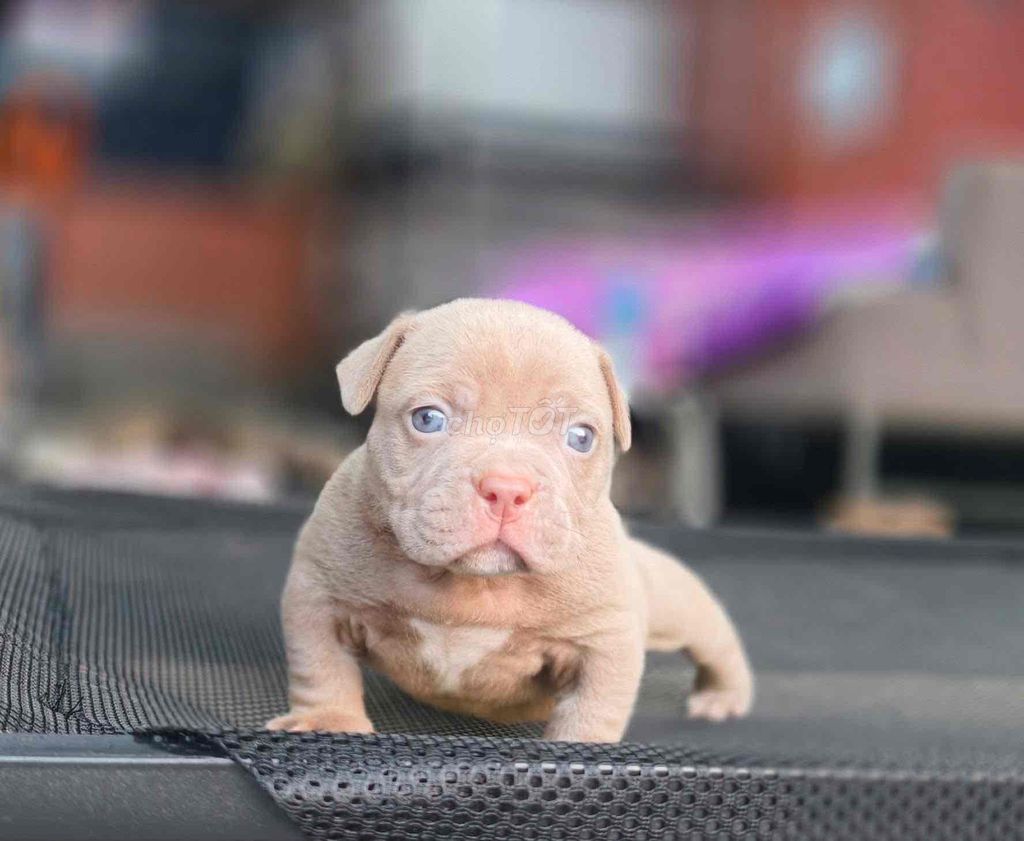 Chó Bully Exotic 2 tháng tuổi. Mua bán Chó tại Quận Bình Tân Tp Hồ Chí Minh được đăng bởi tiến hình 1