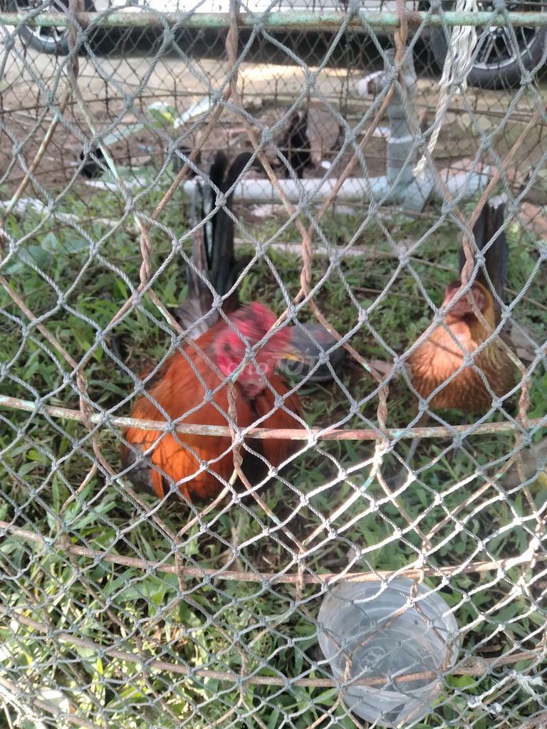 Gà Cuban Trống mái. Mua bán Gà tại Quận Thốt Nốt Cần Thơ được đăng bởi ĐỨC HUY hình 1