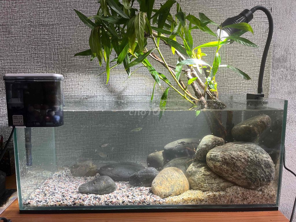 Hồ cá cảnh Biotop suối Kính 60x30x25cm. Mua bán Phụ kiện, Thức ăn, Dịch vụ tại Thành phố Thủ Dầu Một Bình Dương được đăng bởi Taw Trần hình 1