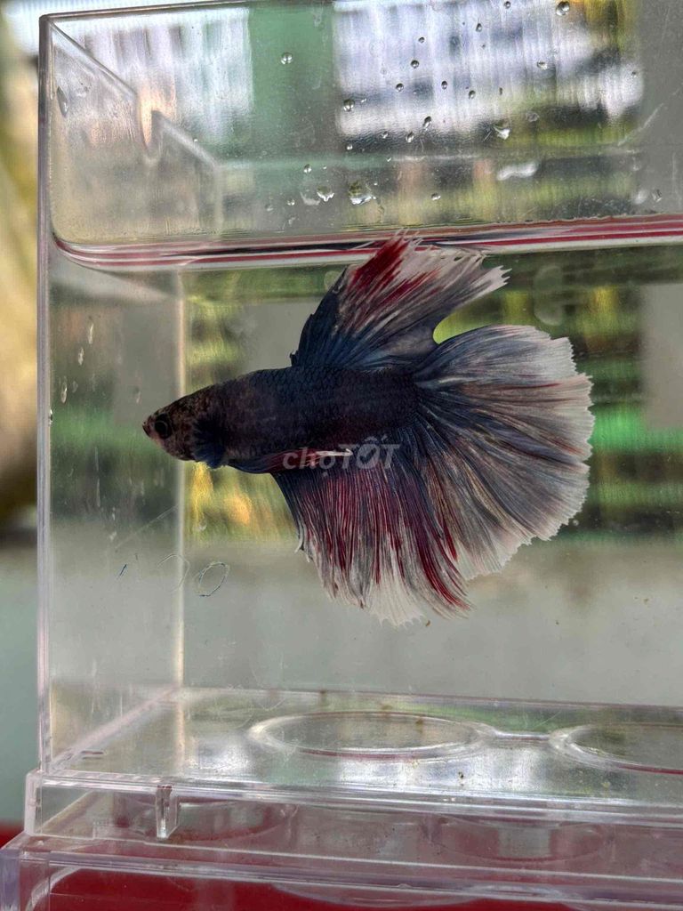 Cá Betta Đen Đỏ Trắng. Mua bán Thú cưng khác tại Huyện Cần Giuộc Long An được đăng bởi Yến Thư hình 1