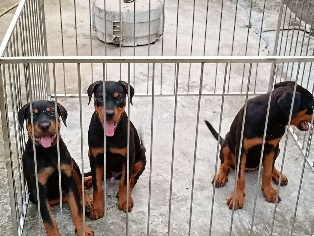 Chó Rottweiler Đực Cái Đen vàng đã tiêm. Mua bán Chó tại Thành phố Tây Ninh Tây Ninh được đăng bởi Nhân Rottweiler  hình 1