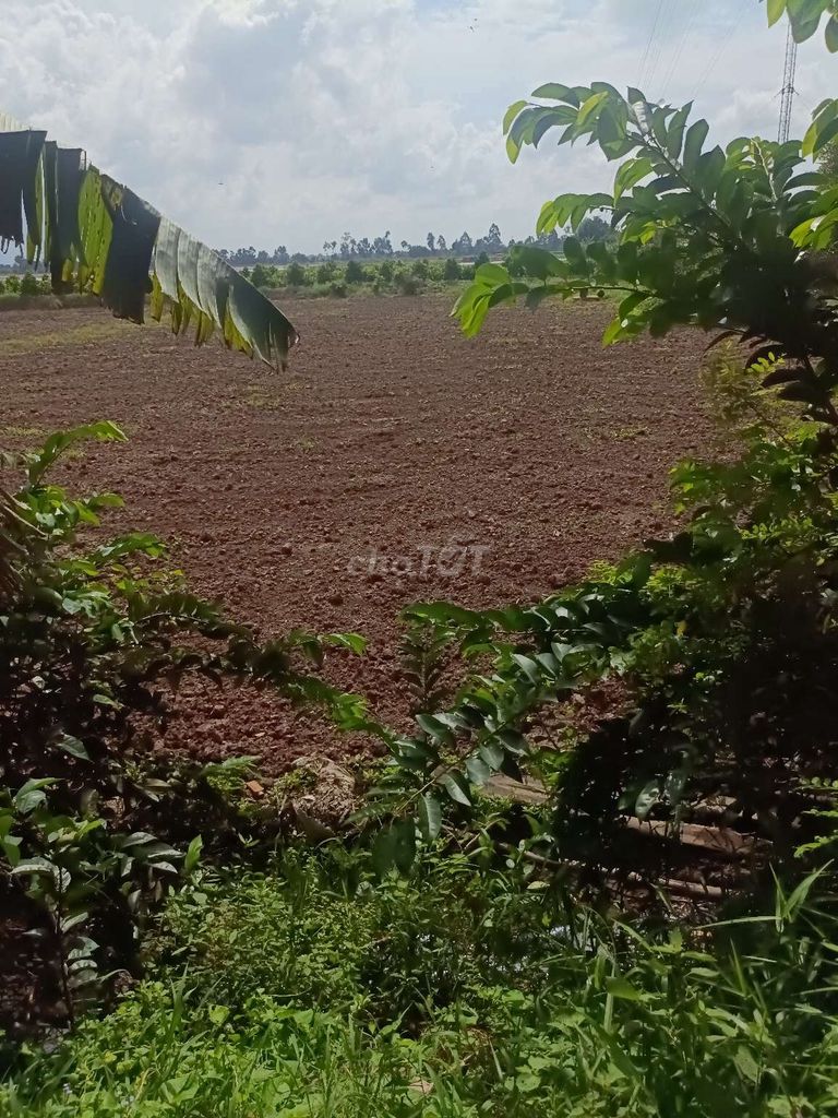 Lộ nhựa 50m mặt tiền điện nước đầy đủ dân cư đông đúc. Mua bán đất tại Huyện Lai Vung Đồng Tháp được đăng bởi Tùng Lê hình 4